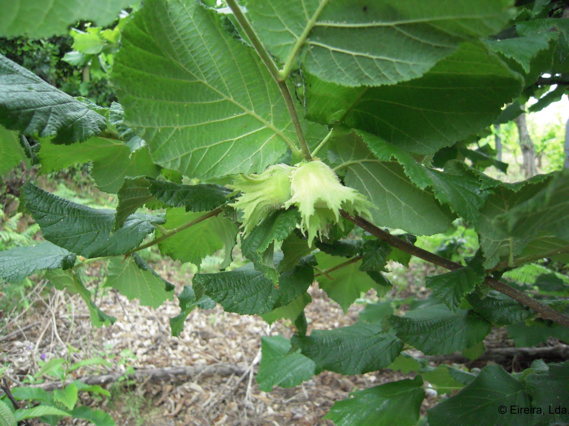 Avelaseira