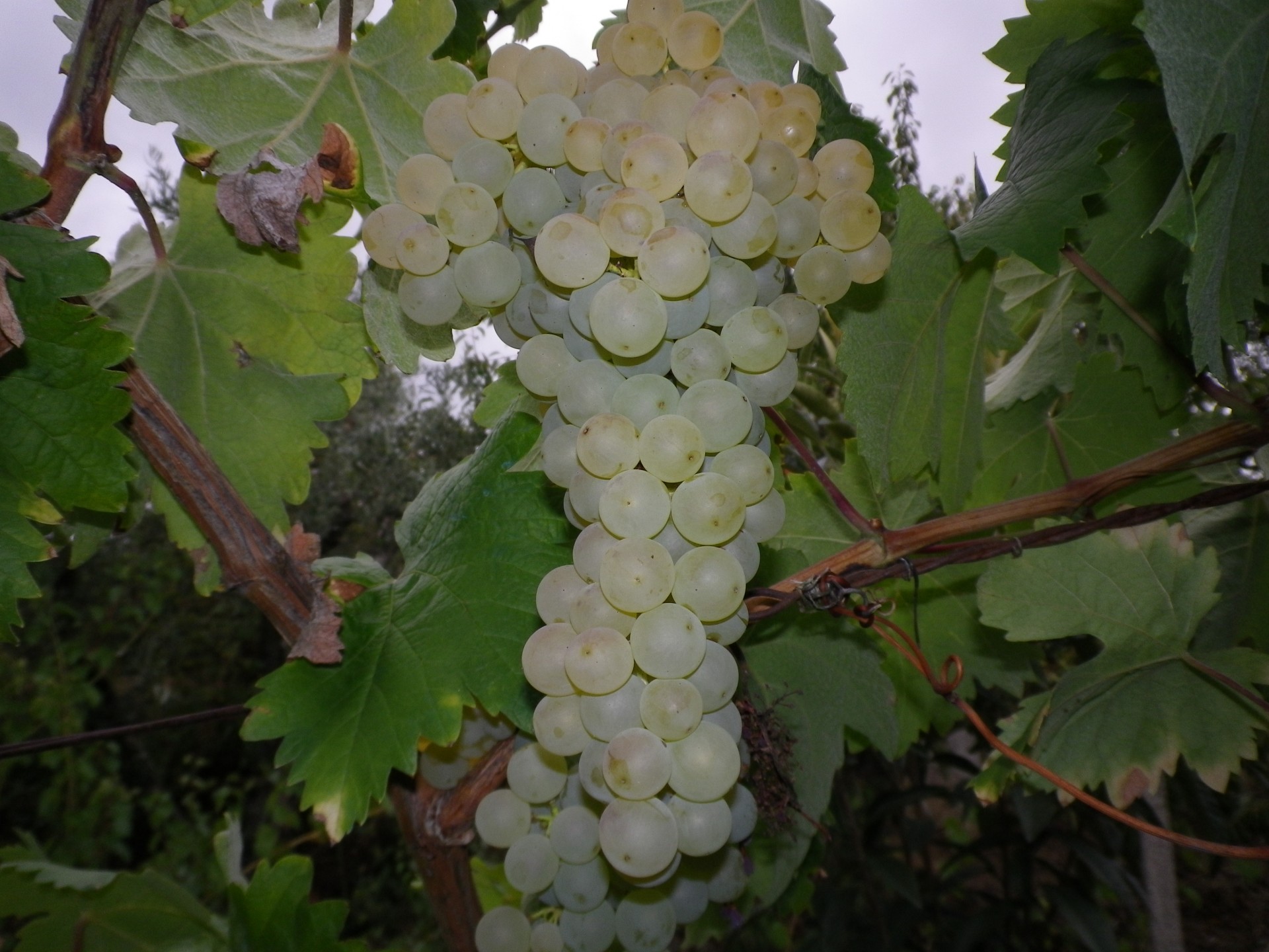 Uva branca